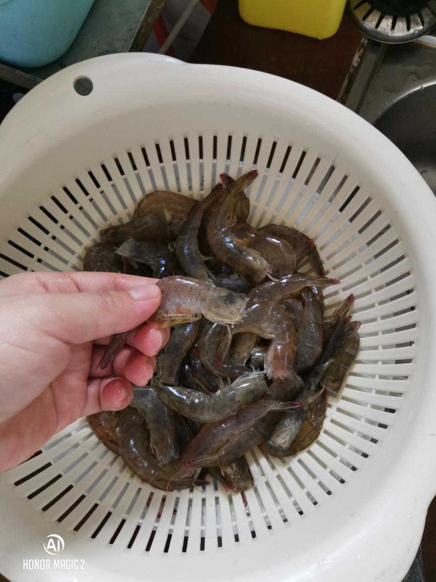 葱姜虾的做法 步骤1