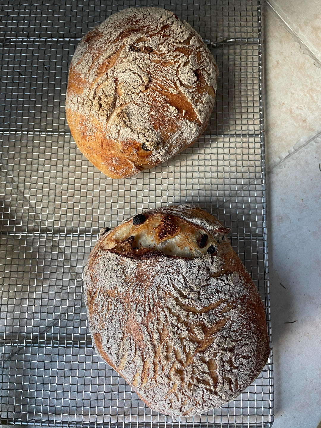 圆面包&无花果黑麦吐司｜冠军亲授黑麦系列