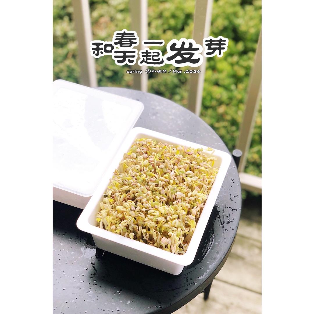 自发豆芽