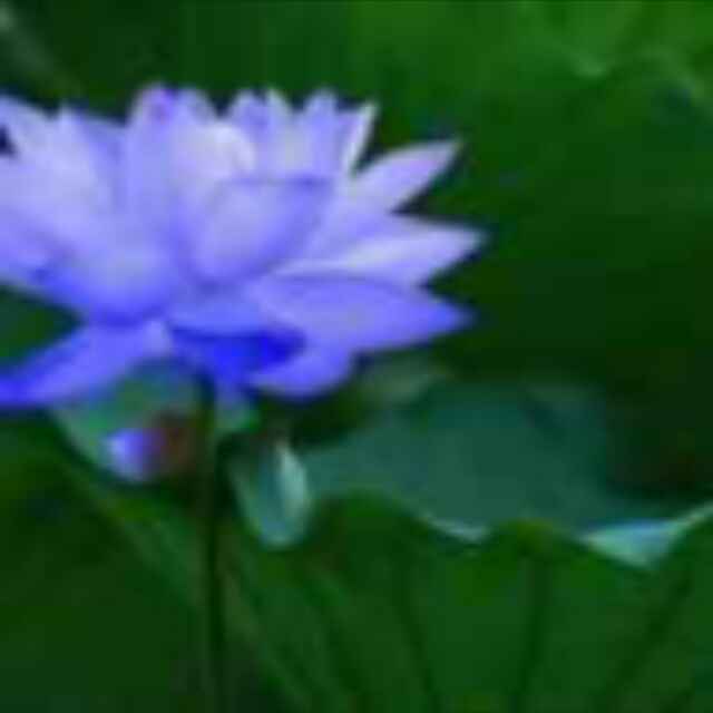 莲清子