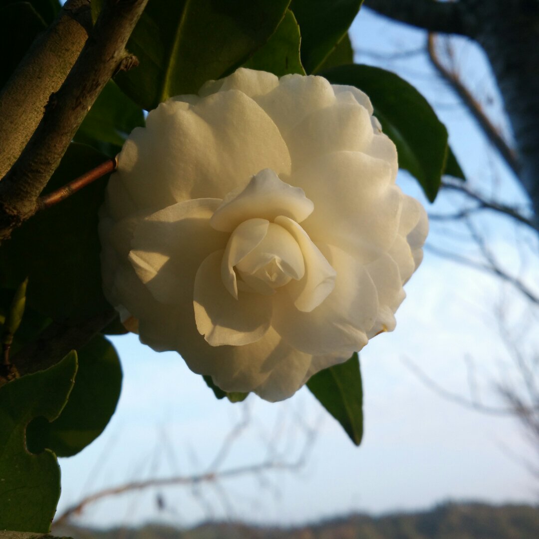 花，一辈子爱上你