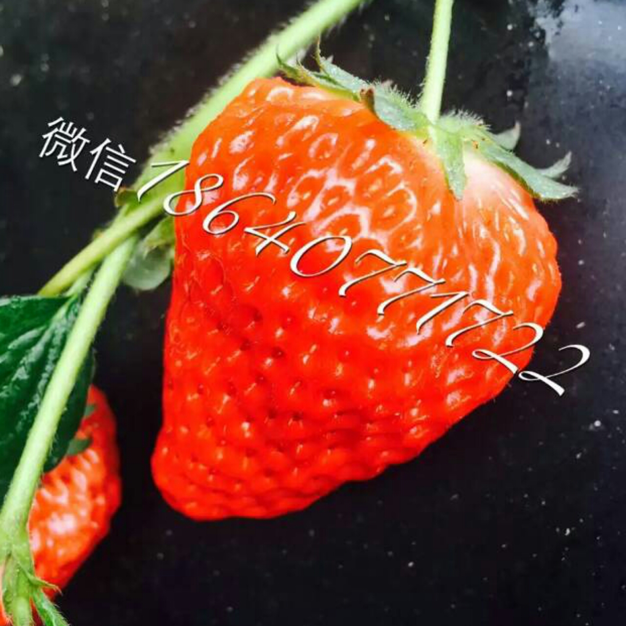 今冬第一颗草莓