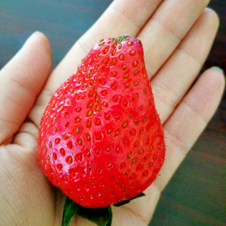 康熙熙做的今冬第一颗草莓