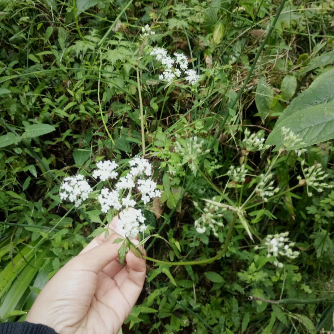 小蚯蚯y