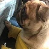 好帅要减肥要减肥