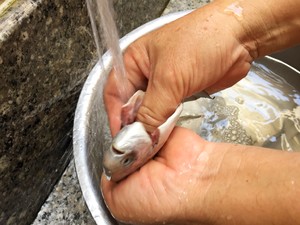 清蒸小白鲳鱼的做法 步骤2