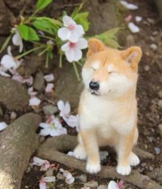 穿红舞鞋跳舞的猫