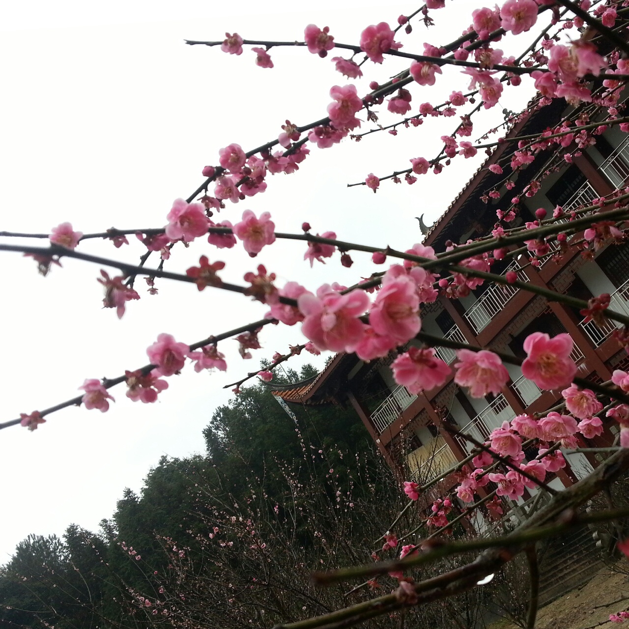夏之雪_jqzs