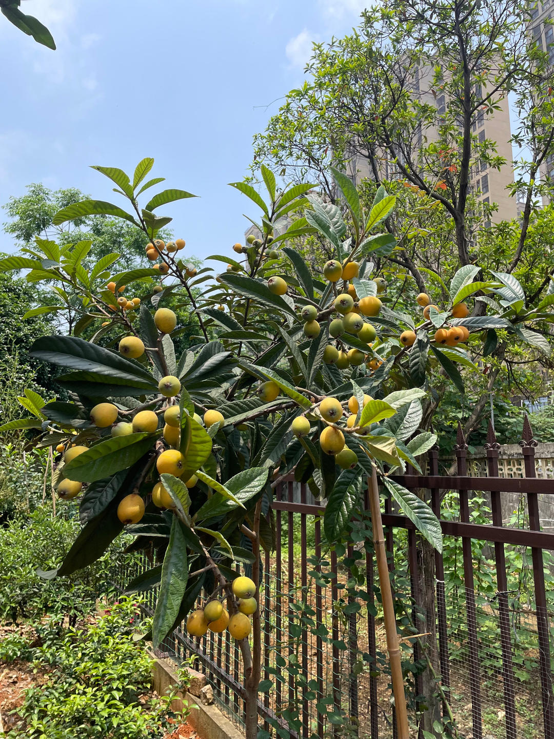 枇杷膏