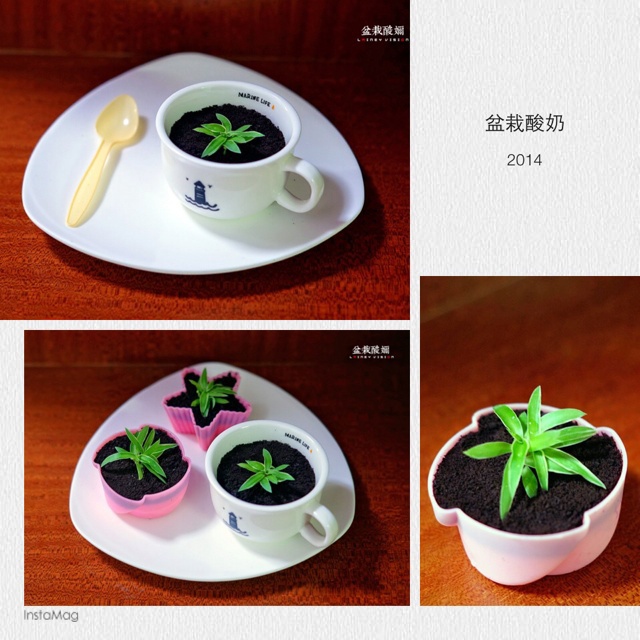 盆栽酸奶