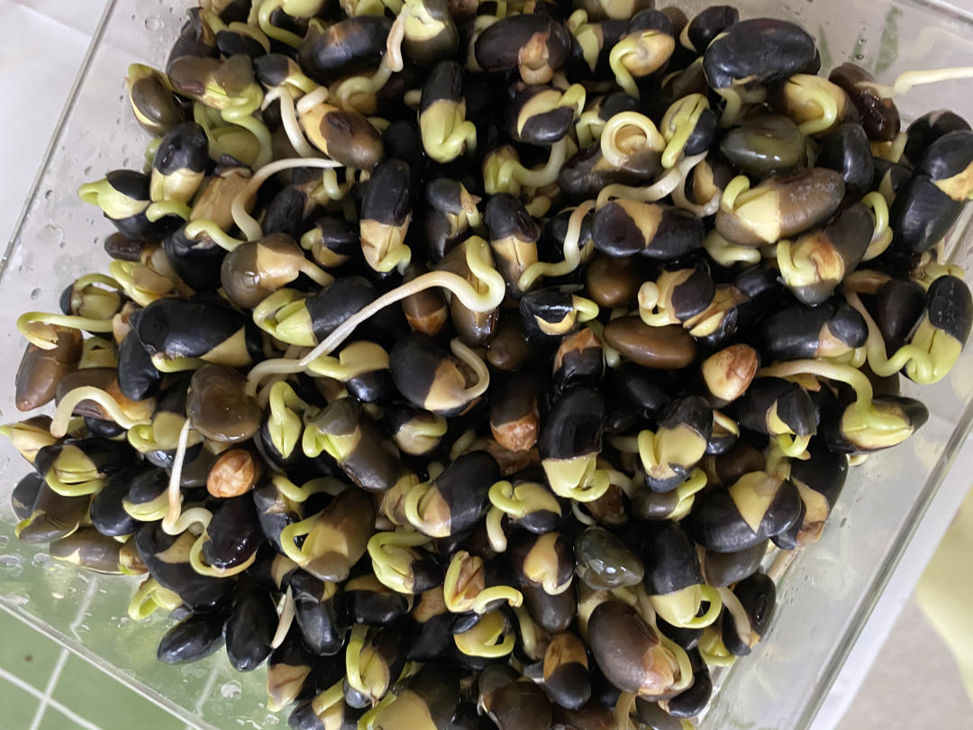 自家发绿豆芽