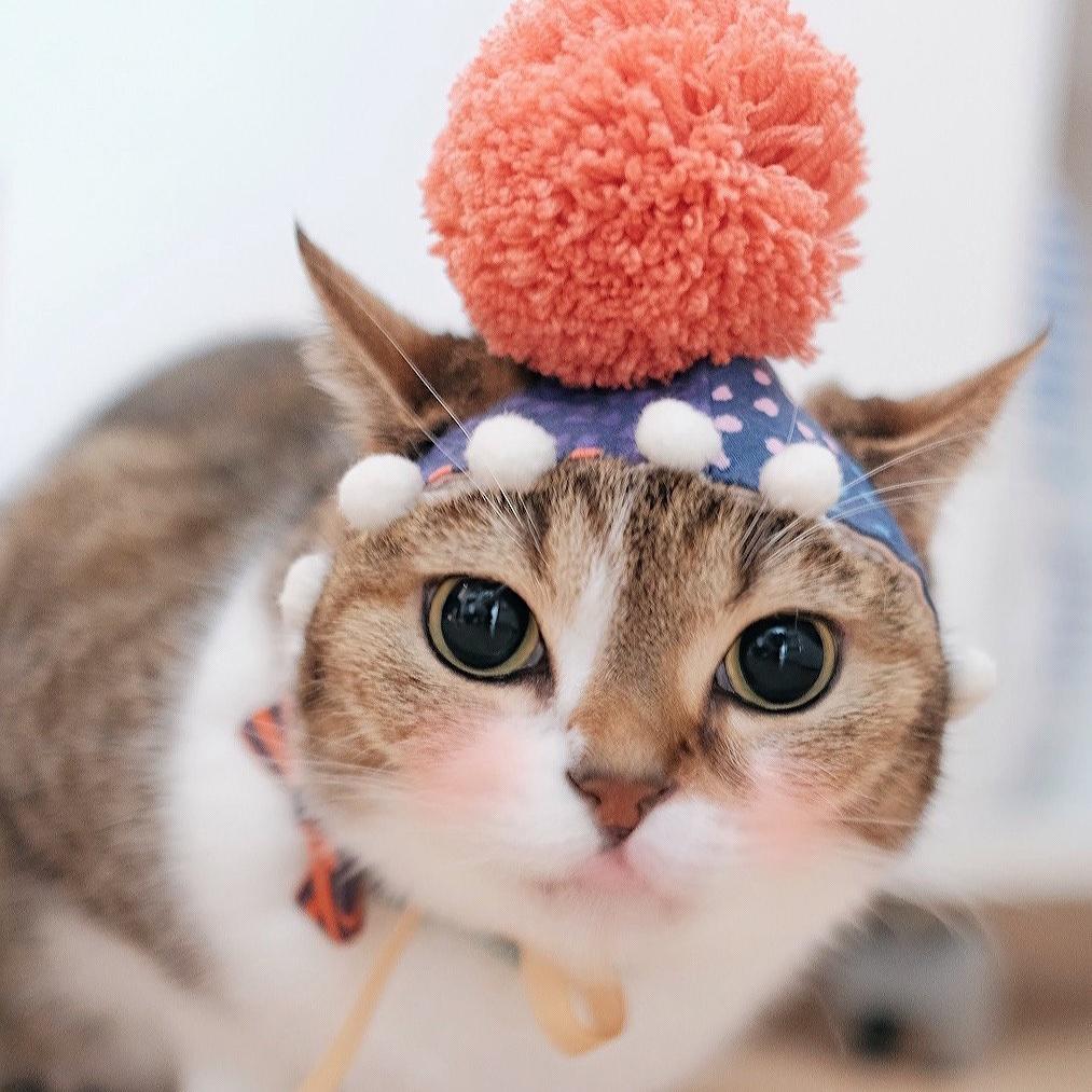 学徒小猫