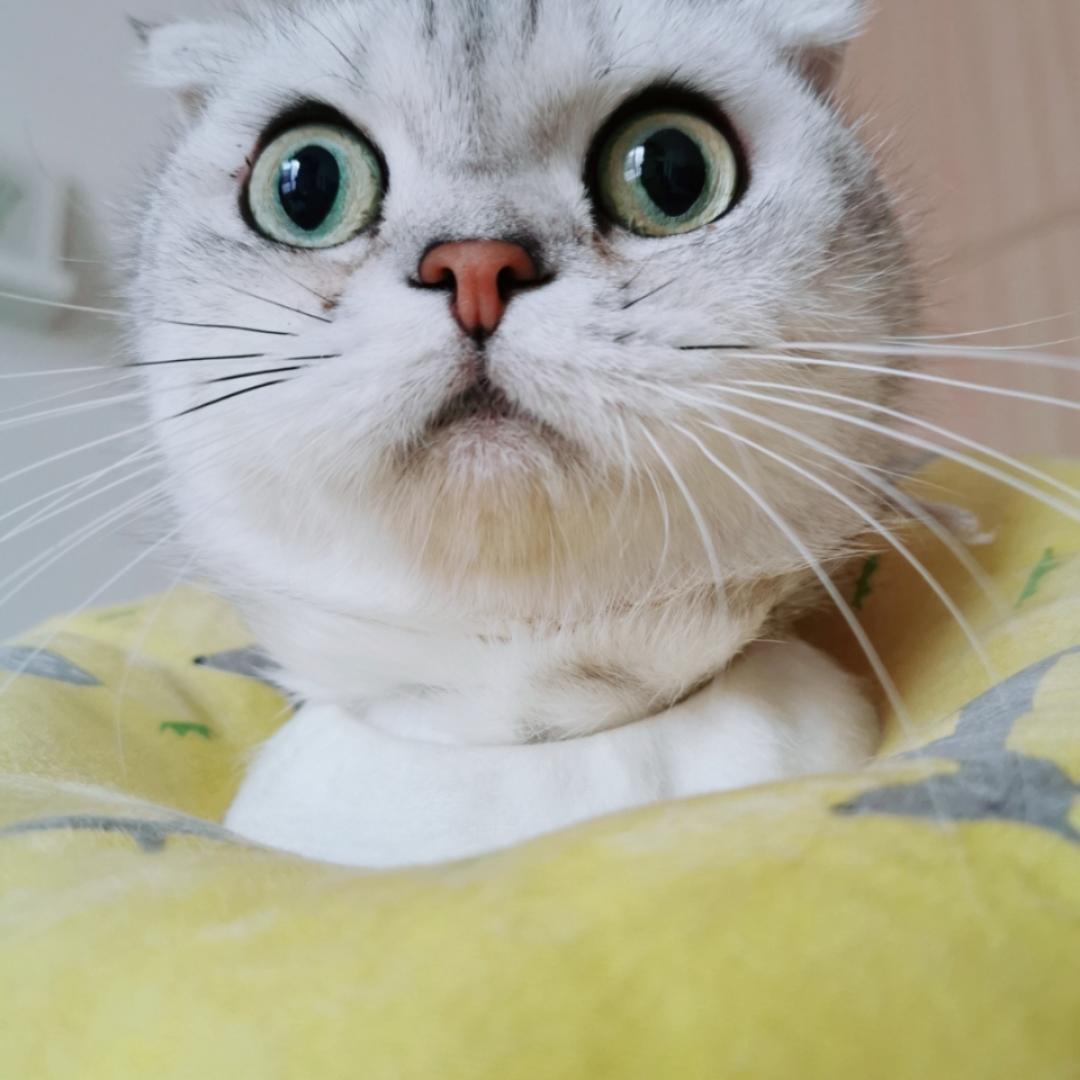 有气场的大soyo
