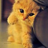 角落里的猪猫咪