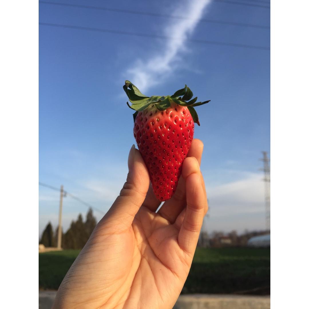 今冬第一颗草莓