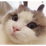 桃瑞丝_