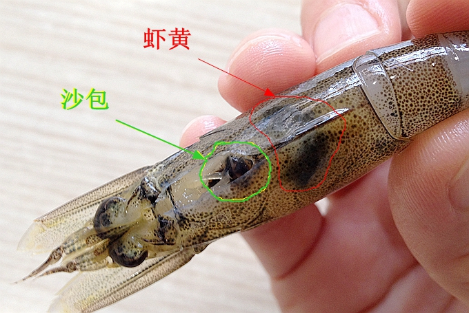 技术贴：高清大图教你分辨沙包虾线虾黄虾筋