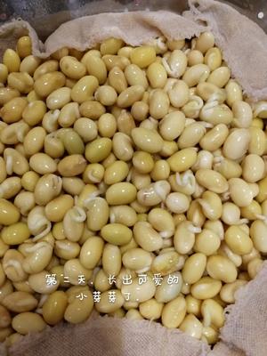 自制豆芽的做法 步骤6