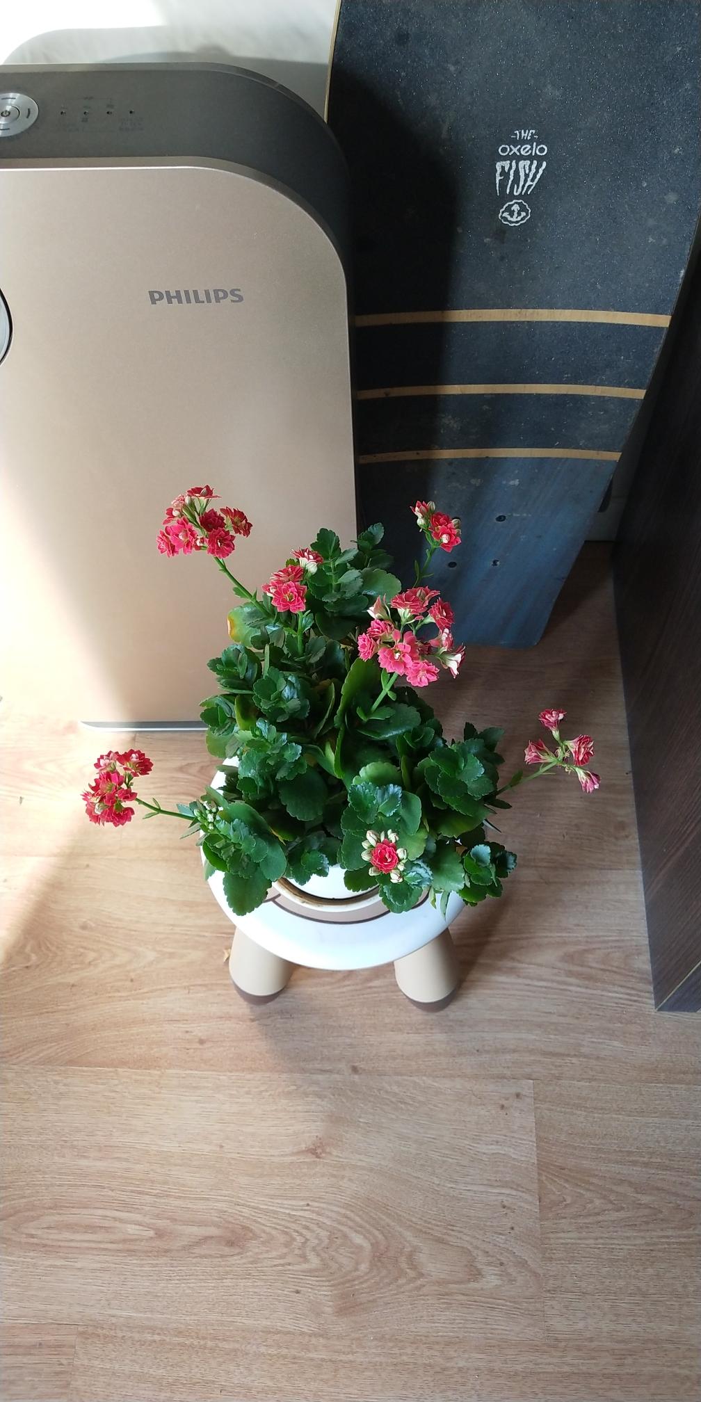 石锅牛蛙的做法