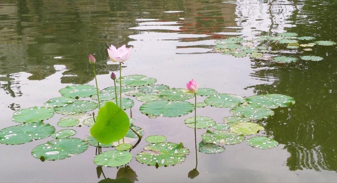 爱的每一餐（记录，勿跟ヾ(❀╹◡╹)ﾉ~）
