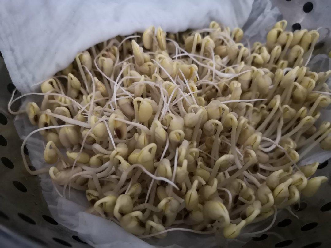 自制豆芽