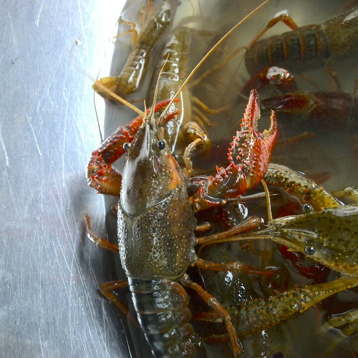 香辣小龙虾-超详细处理干净步骤！