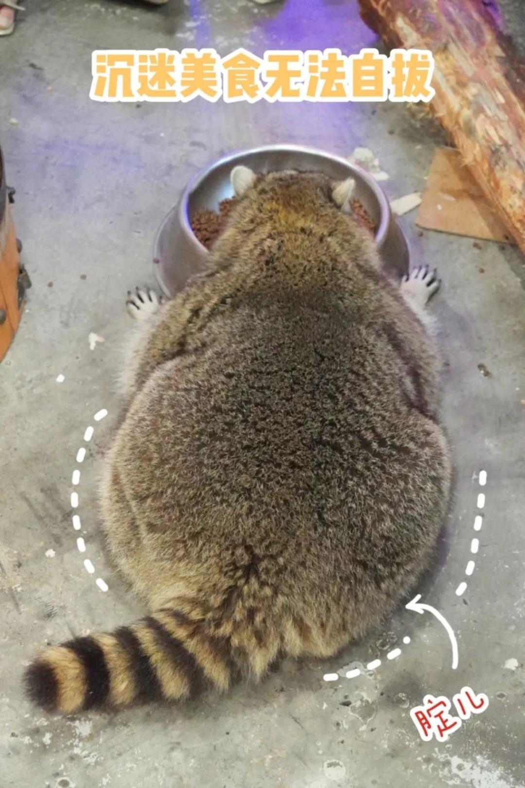 微胖