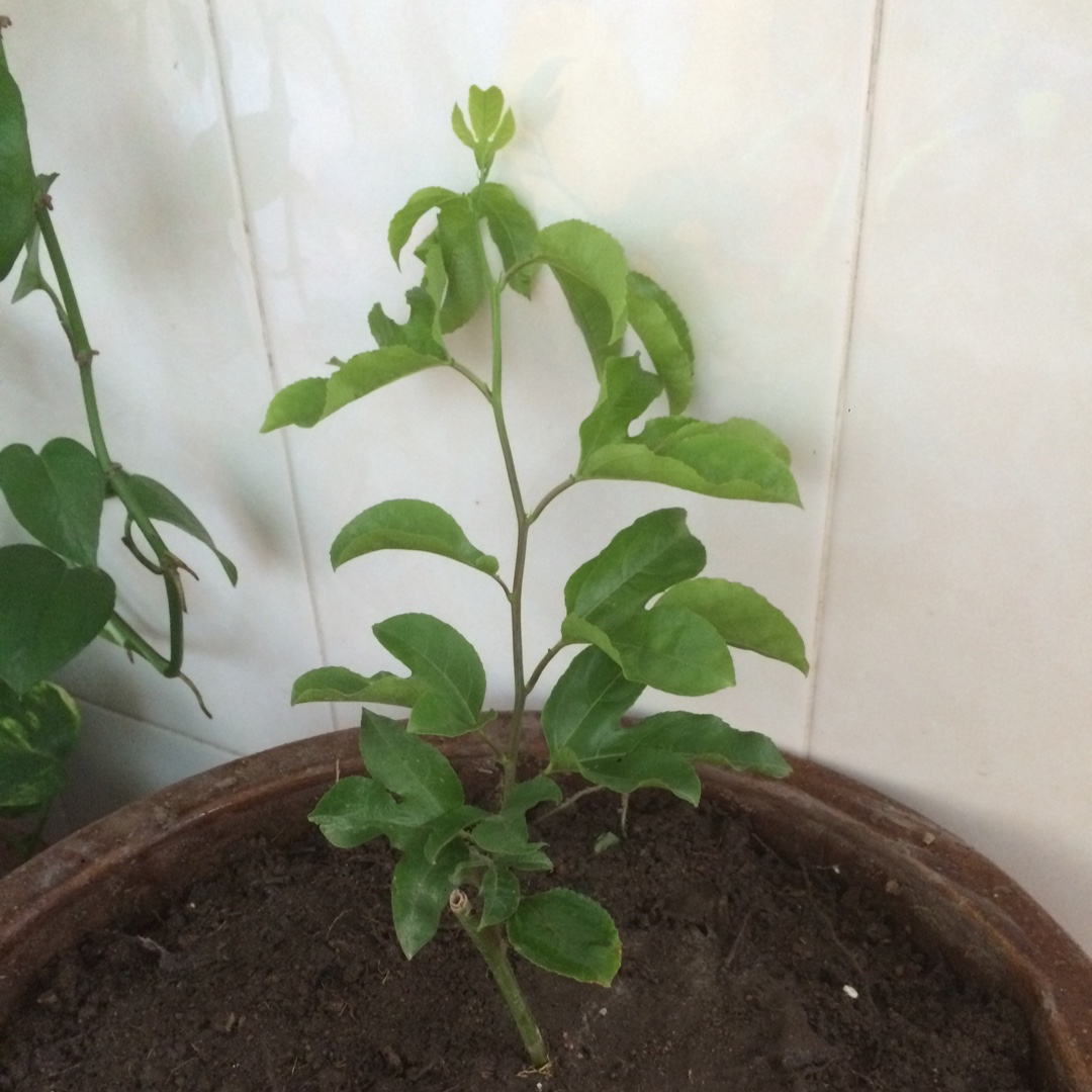 厨房种香草（tips大汇总…缓慢更新）