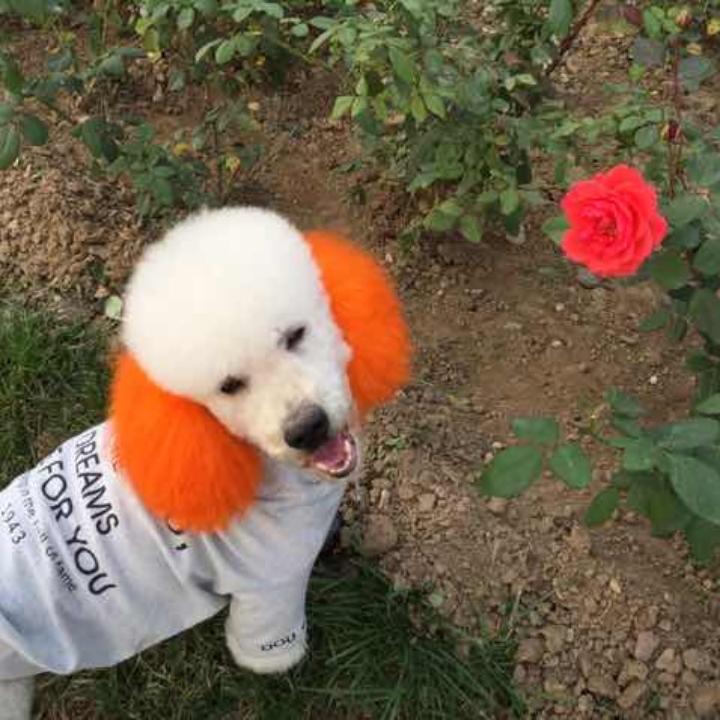 黄耳朵的酷吧