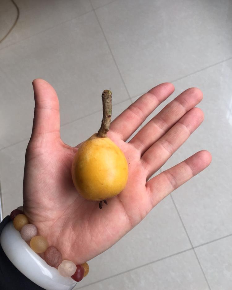 自制枇杷膏