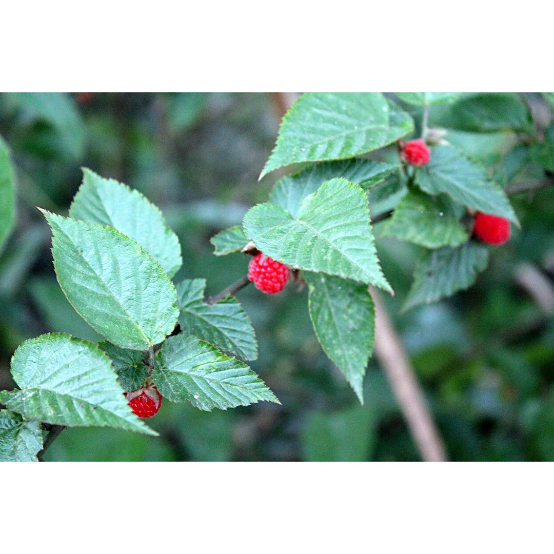 2017 从春约到冬