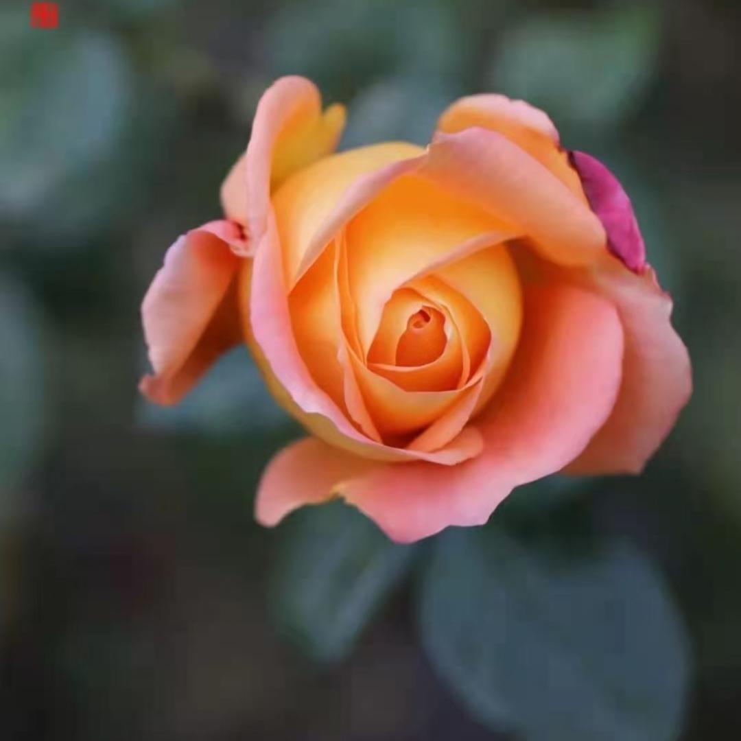 向往有滋有味的生活