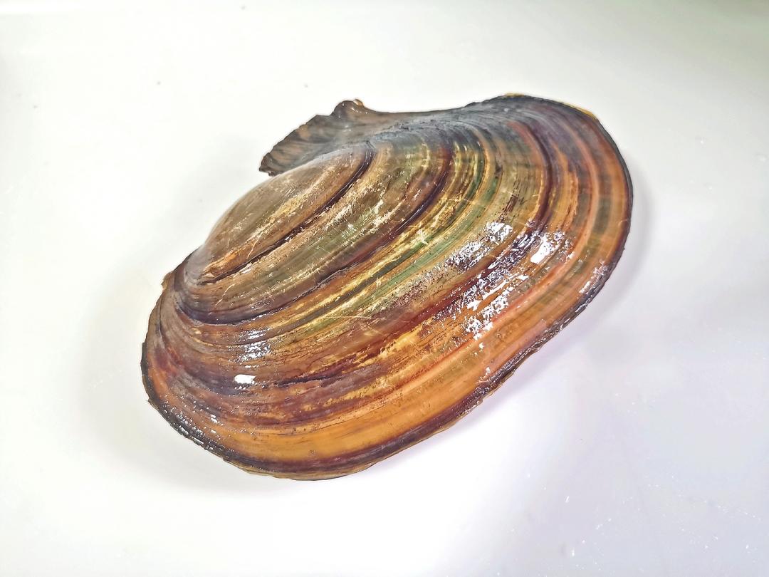 香芹炒河蚌的做法