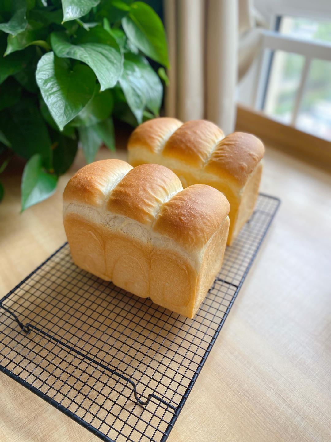 70%中种牛奶吐司