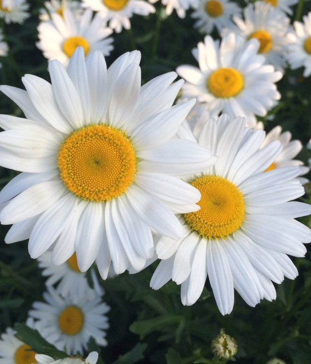 自由飞翔的笨笨