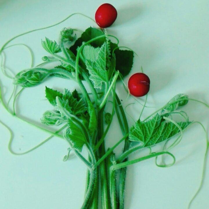 食材美