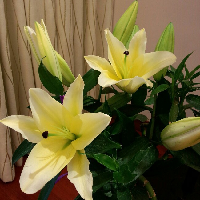 凌波微步2963591123