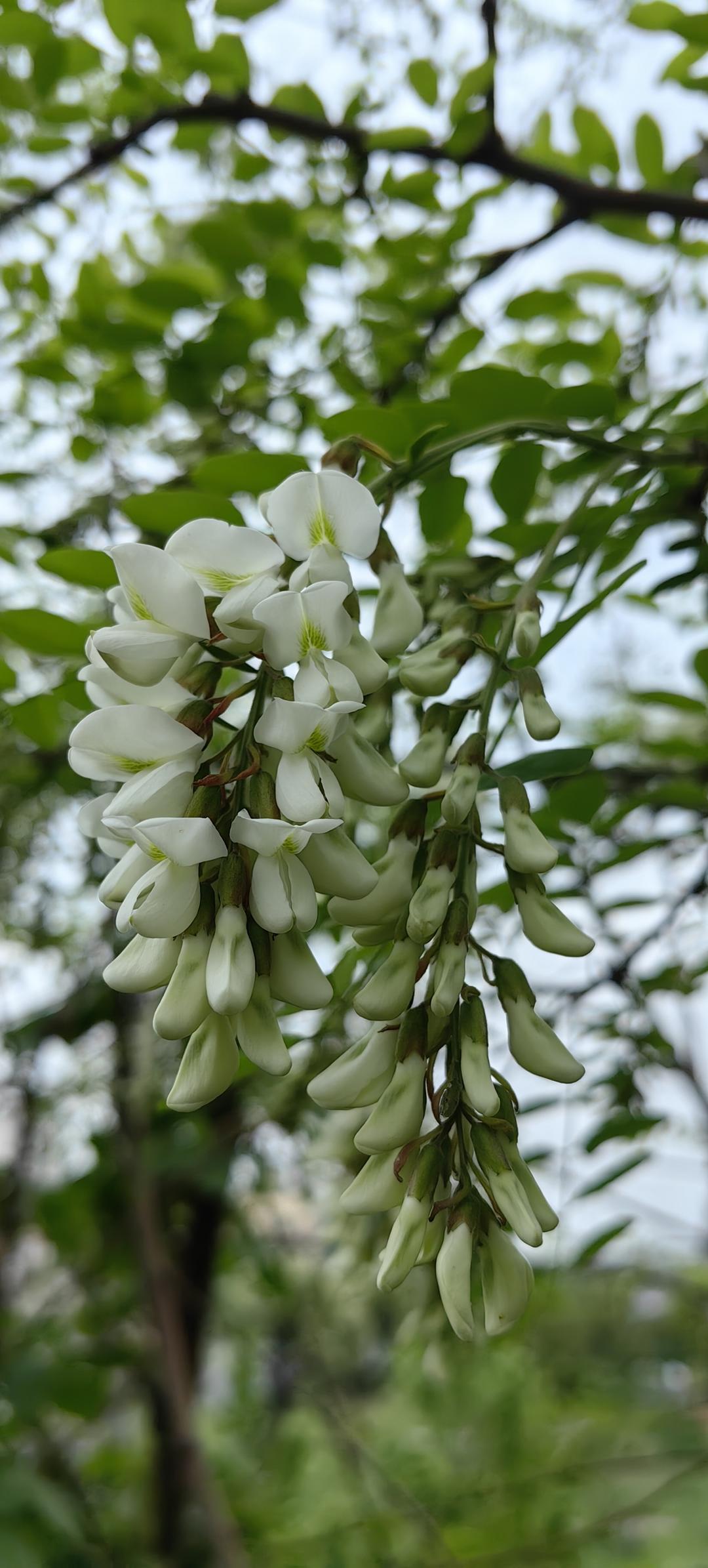 【蒸槐花】全网最好吃的蒸菜制作方法