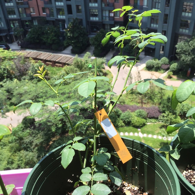 我的月季