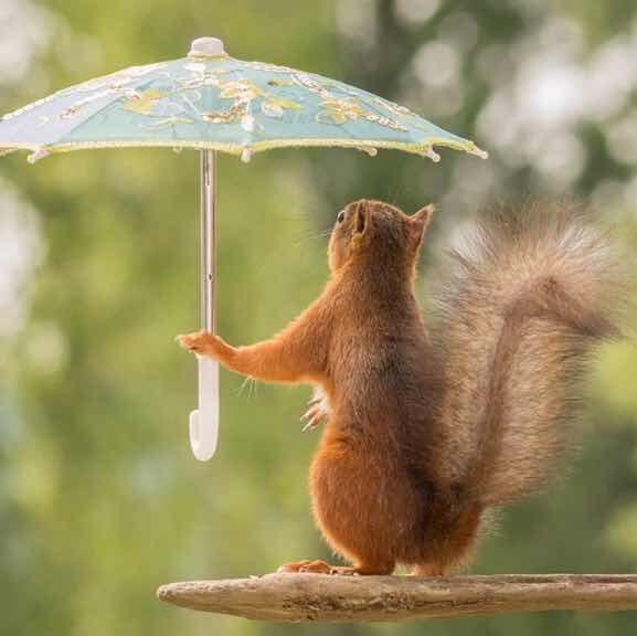 没有坚果吃的松鼠