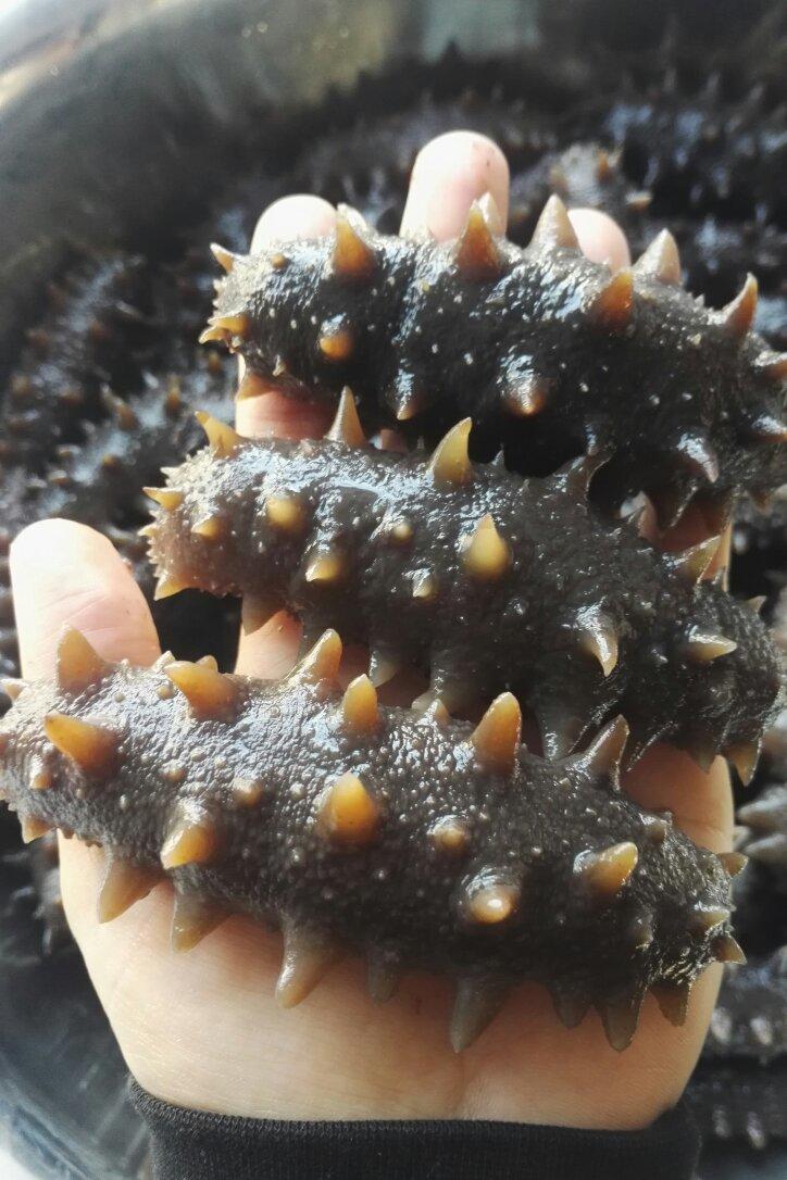 颜选海参做的泡发海参( )