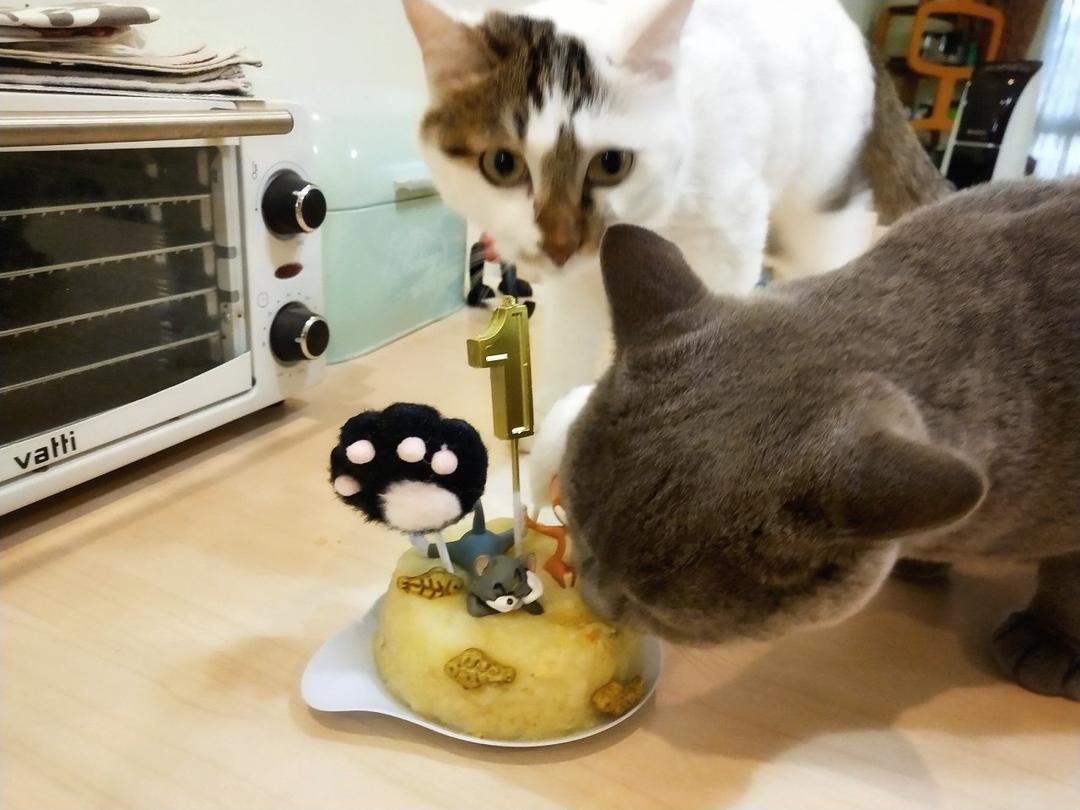 简单宠物蛋糕（无面粉）