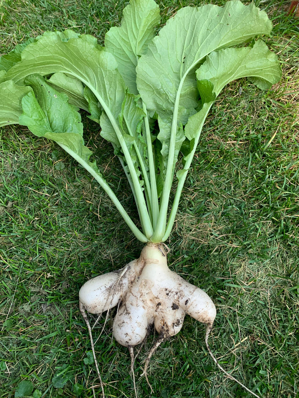 最简单，清爽的凉拌白萝卜