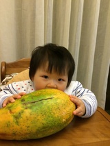 大树RR