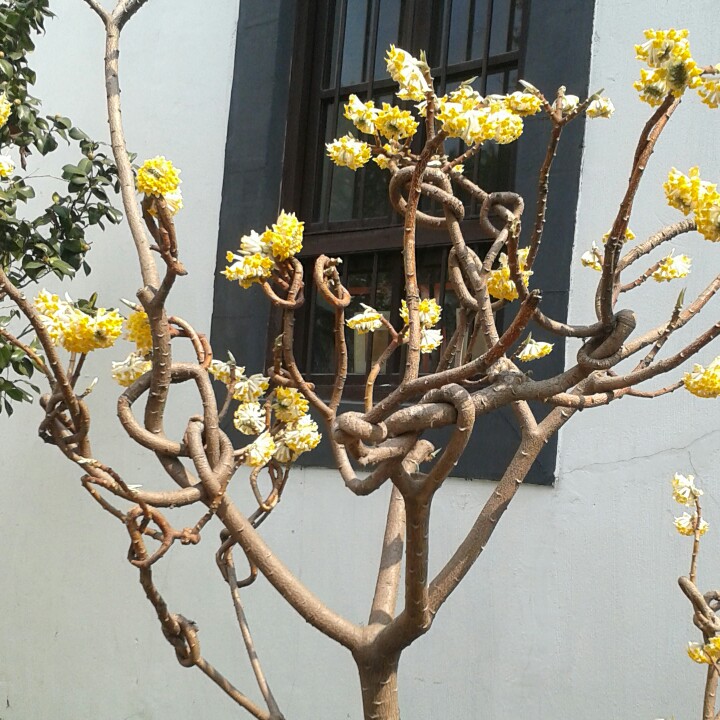 悠悠清茶