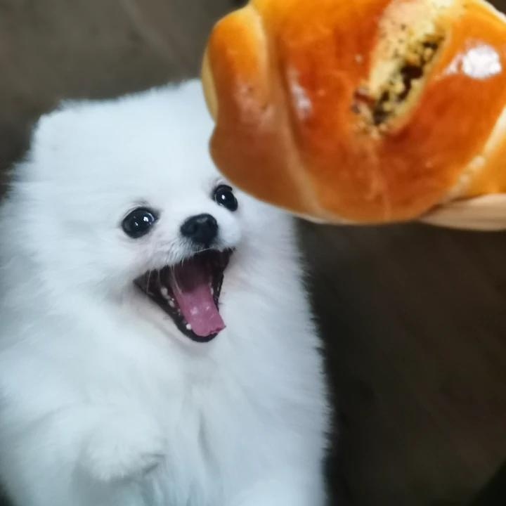 一出炉就被抢空🔥的日式小热狗