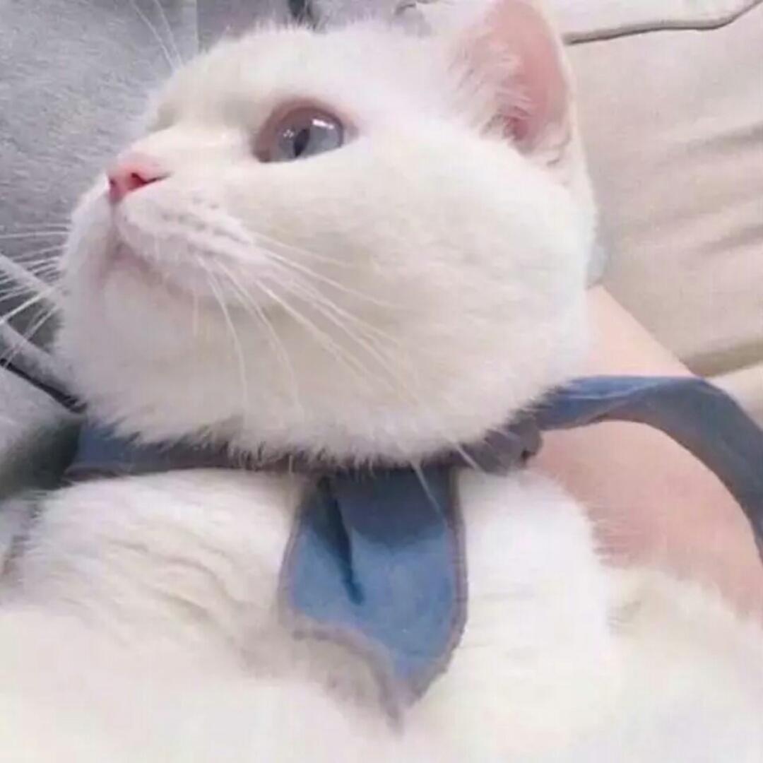 厨娘沈