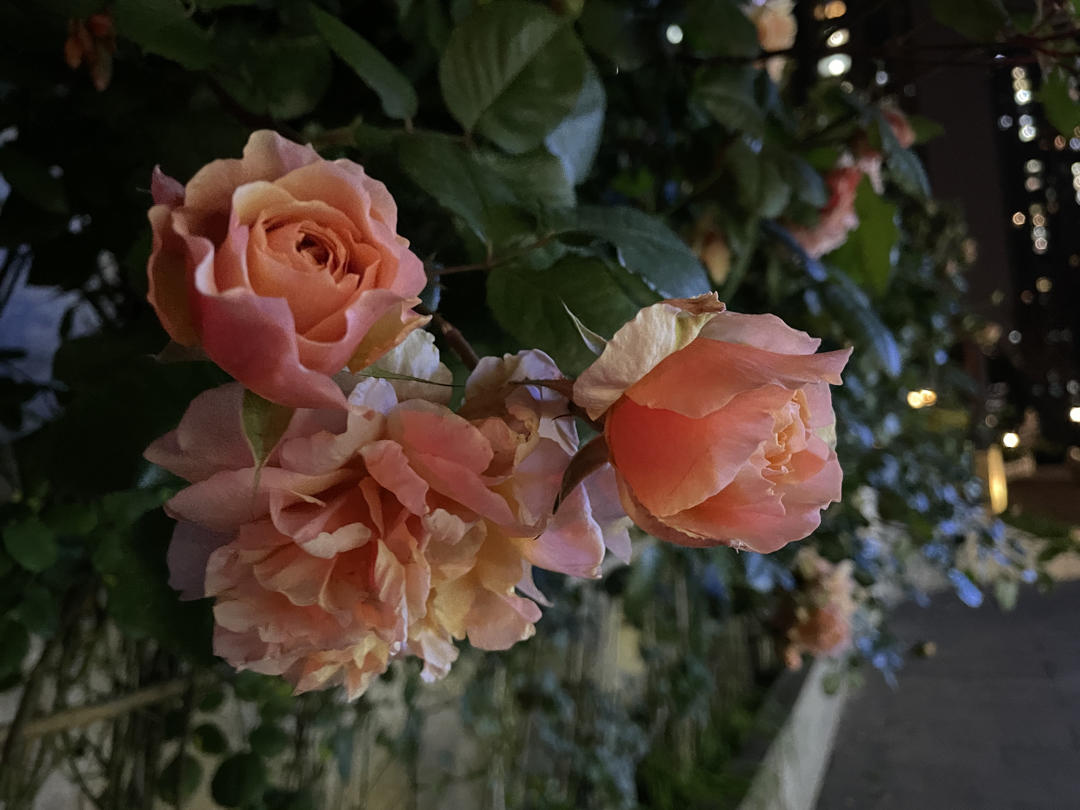 那些花儿