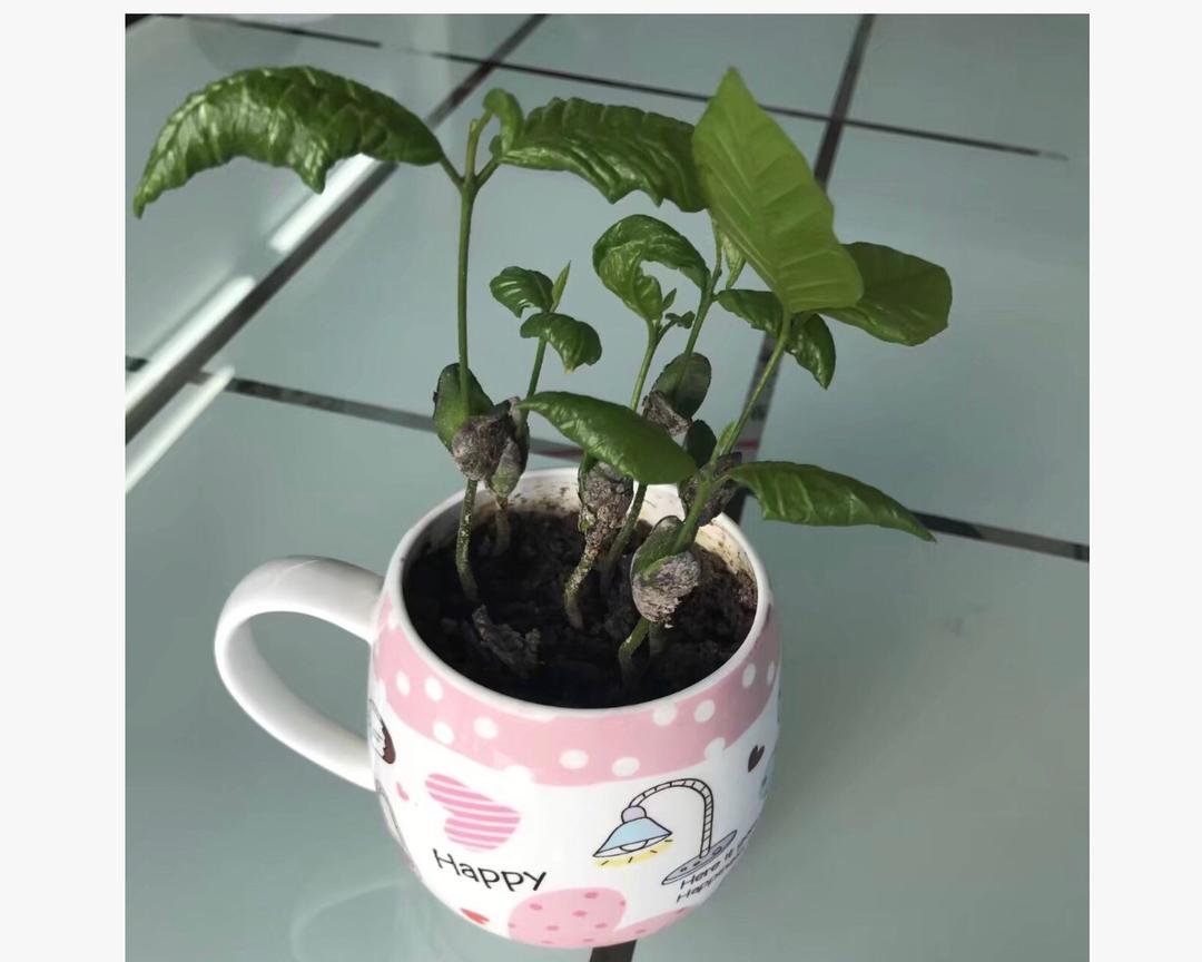 各种水果种子做盆栽🎍的做法