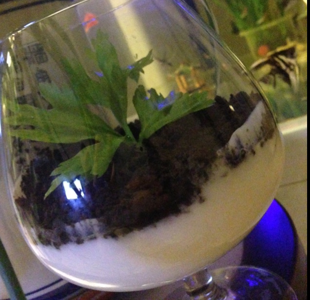 小清新酸奶盆栽
